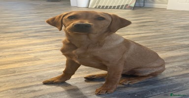 Labrador Retriever dogs - Advert 7