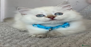 British Longhair cats - Advert 7