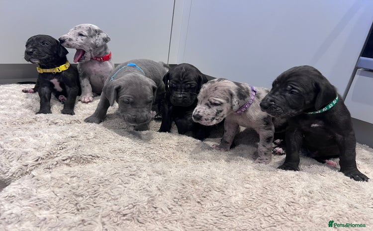 Great Dane dogs - Advert 1