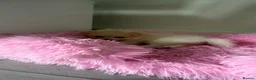 Pomsky dogs for sale: Versace – Stunning White Pomeranian Boy - Advert 4