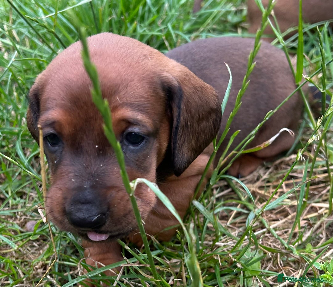 Dachshund dogs for sale: TOP QUALITY KC STANDARD SMOOTH DACHSHUNDS - Image 6