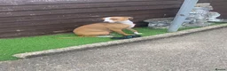 Italian Greyhound dogs for sale: Italian greyhounds in Doncaster - Advert 11