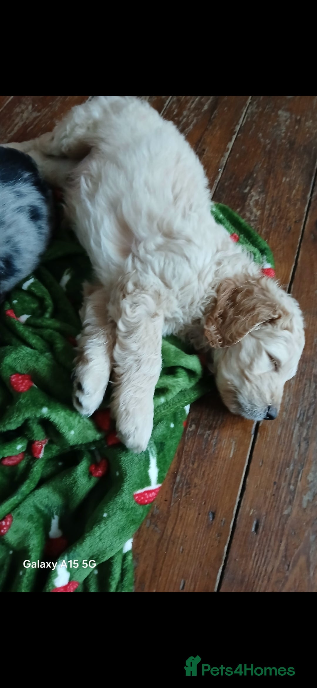 Mixed Breed dogs for sale: 3 beautiful cocker doodles - Advert 6