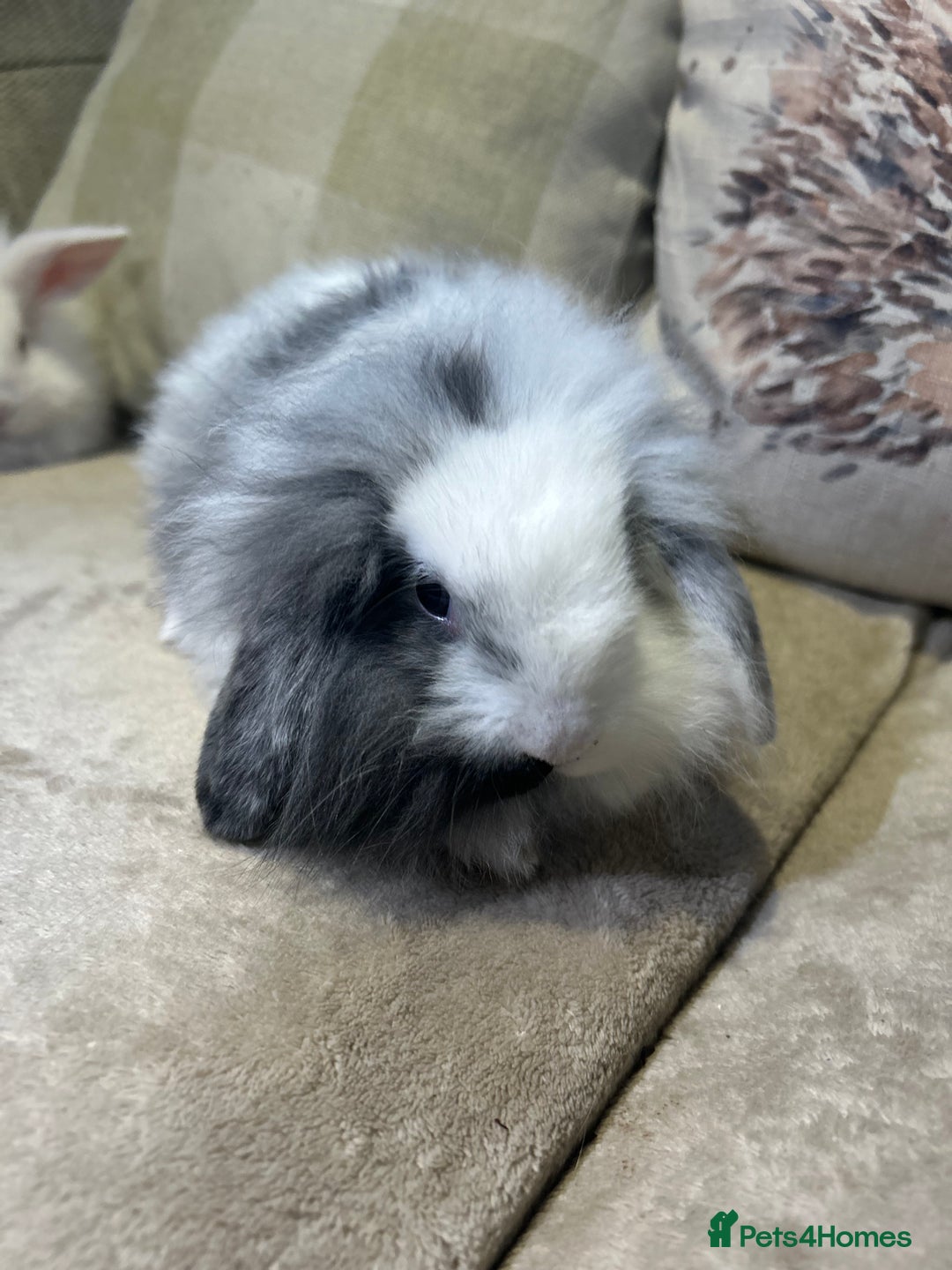 Lionhead rabbits for sale: 4 baby bunnies looking for their forever homes  - Image 2