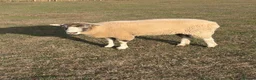 Sheep livestock for sale: 2 x pet sheep looking for loving home in Farnham - Advert 4