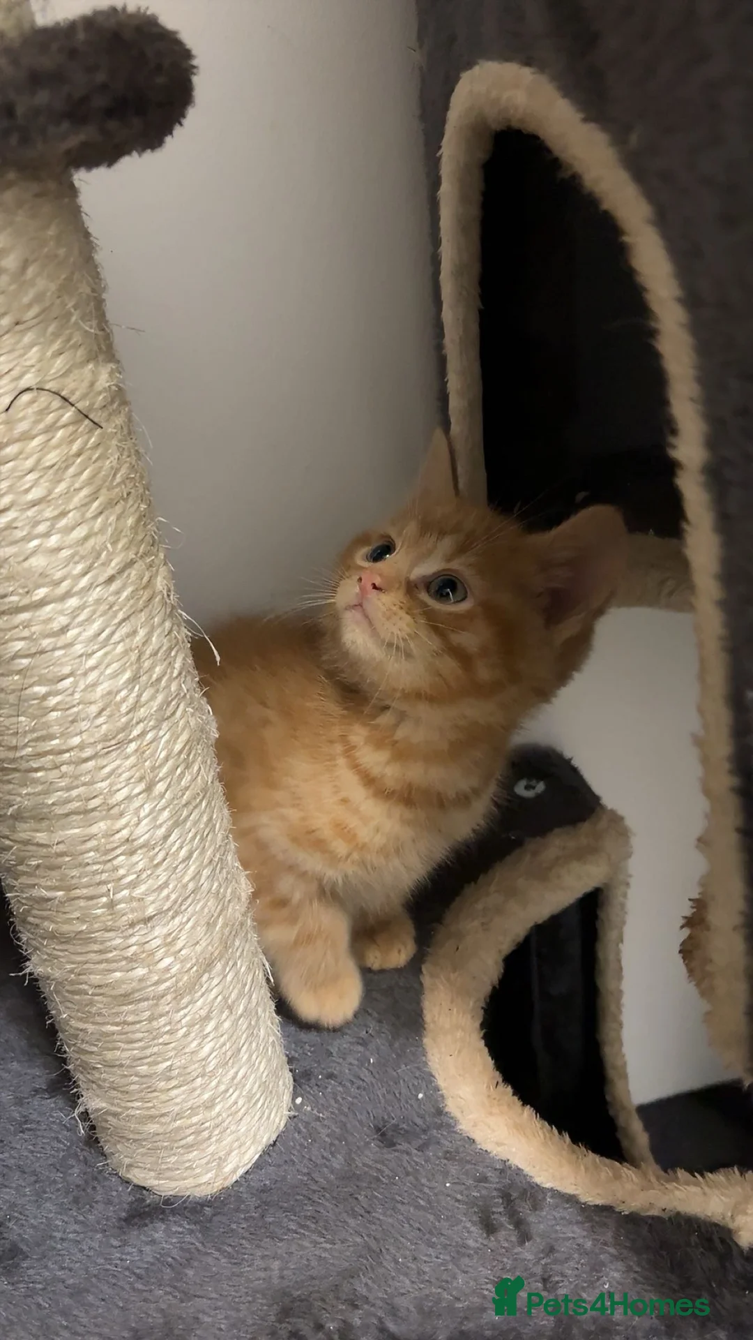 Mixed Breed cats for sale: X5 Ginger Kittens - Ready to leave! - Advert 21