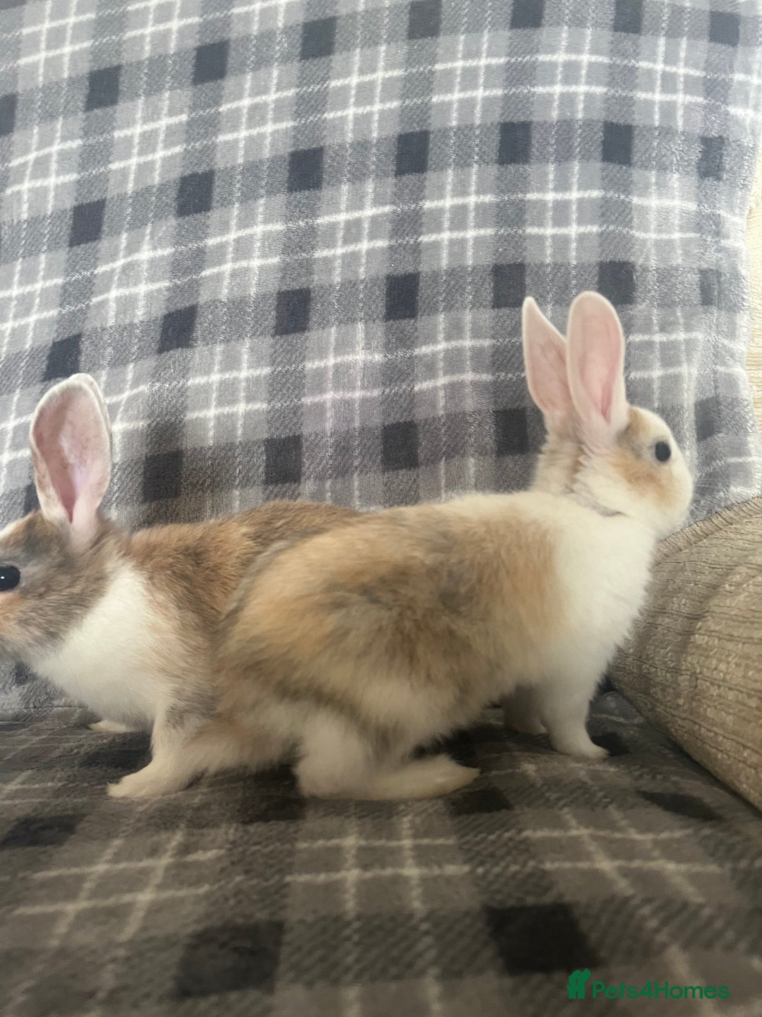 Mini Lion Lop rabbits for sale: Baby bunnies mini lion lops ready now  - Image 7