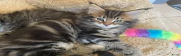 Maine Coon cats for sale: Tufty ears and big paws  - Advert 15