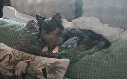 Chihuahua dogs for sale: Stunning Babies looking for forever 5* homes - Image 17