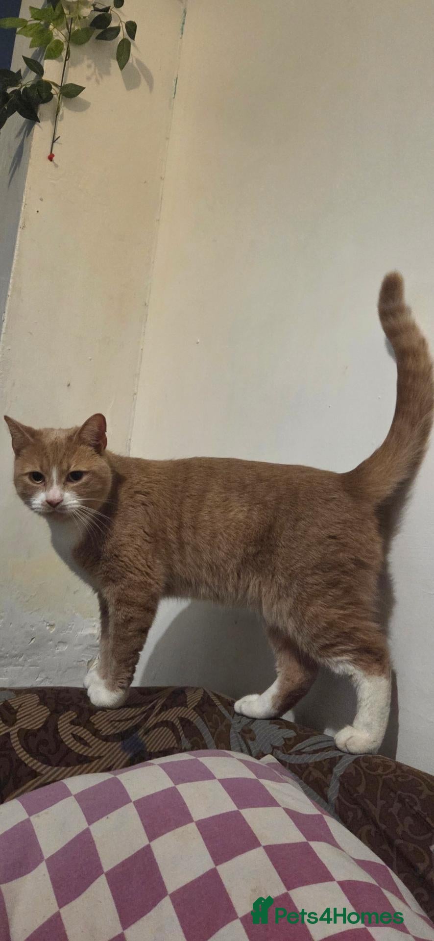 Mixed Breed cats Rare quater bengal ginger female 2 years old - Advert 3