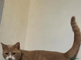 Mixed Breed cats Rare quater bengal ginger female 2 years old - Advert 3