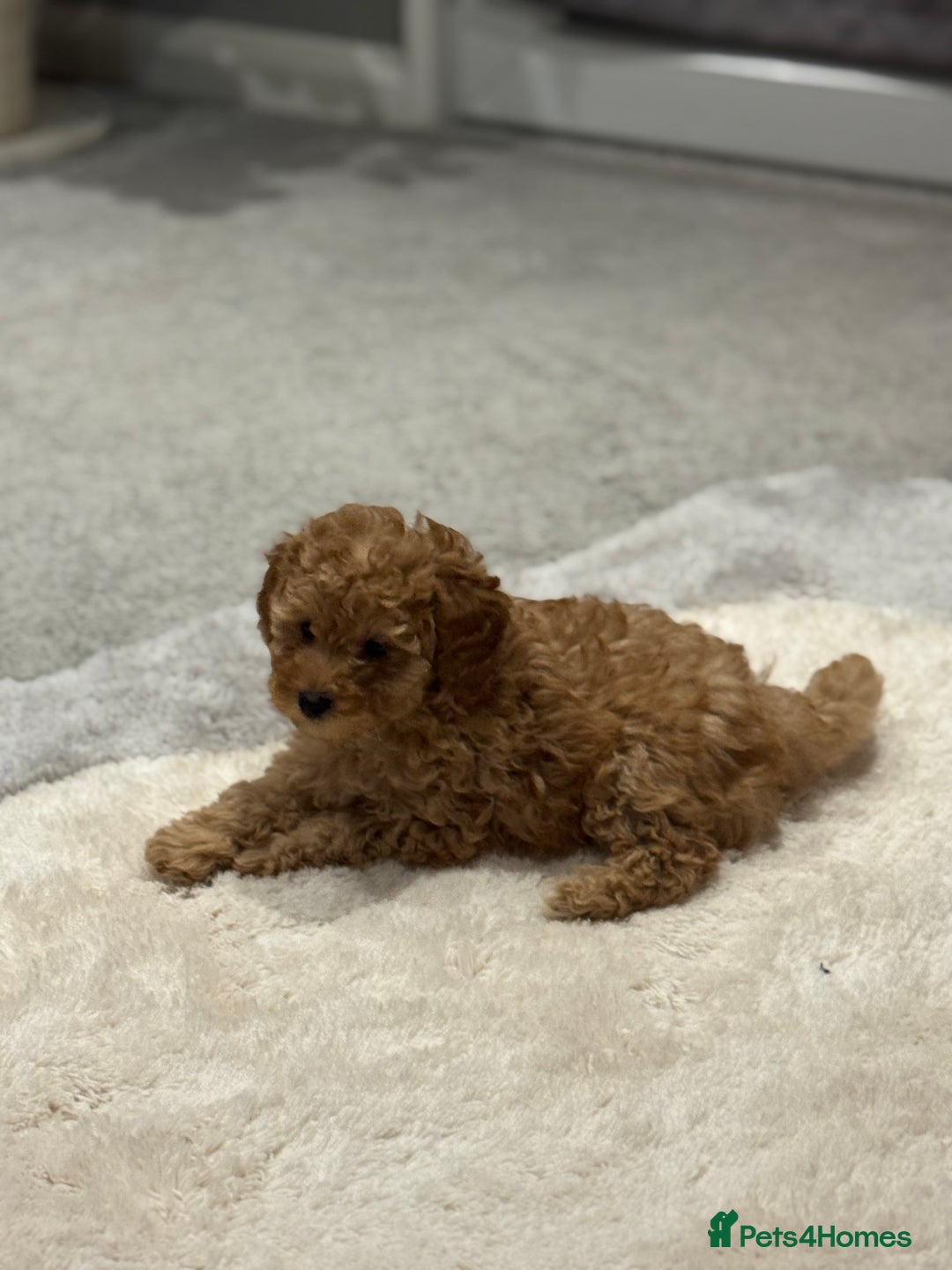 Mixed Breed dogs for sale: Toy Poodle  - Advert 2