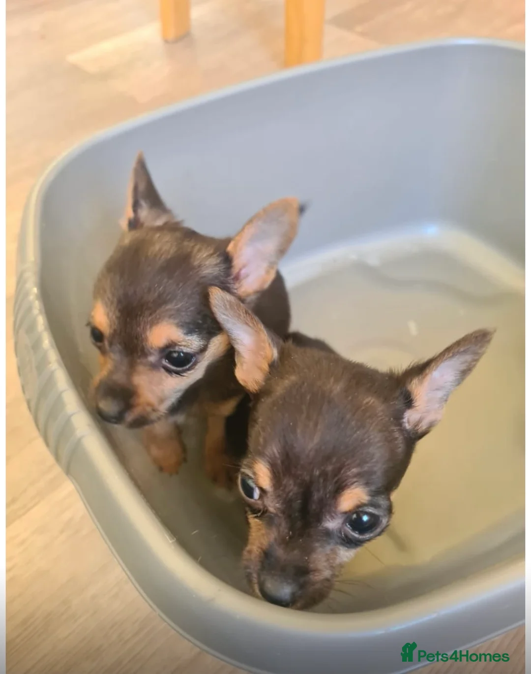 Chihuahua dogs for sale: Minature chihuahuas in Wakefield - Advert 5