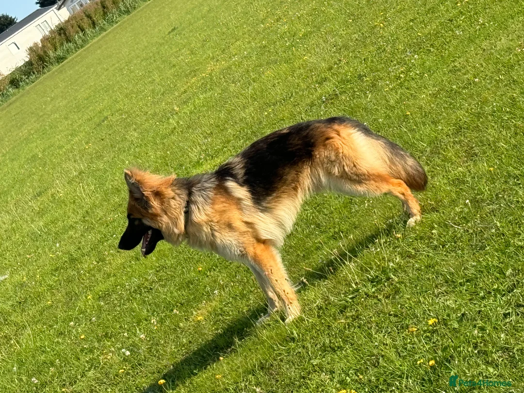 German Shepherd dogs for sale: German shepherd  - Advert 5