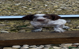 Cocker Spaniel dogs for sale: Working cocker spaniel  - Image 1