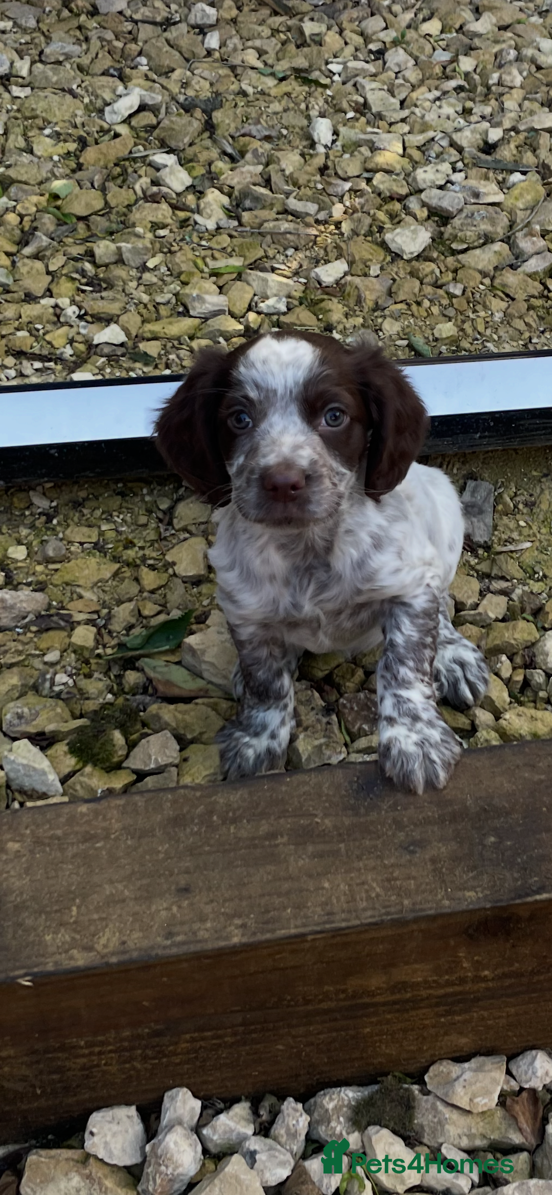 Cocker Spaniel dogs for sale: Working cocker spaniel  - Image 1