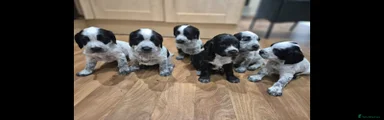 English Springer Spaniel Puppy 6