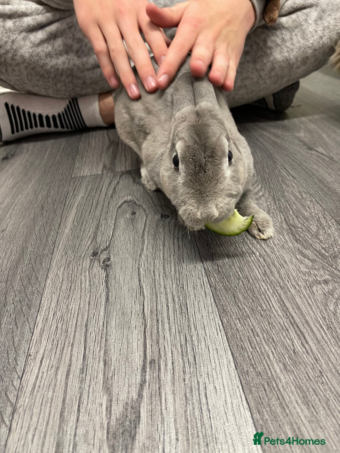 Mixed Breed rabbits for sale: Male and female neutered rabbits - Advert 5