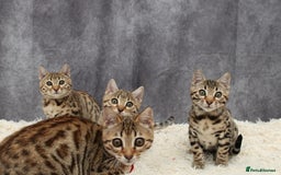 Bengal cats for sale: 🔥Stunning Bengal Kittens last little girl left 🔥 - Image 14