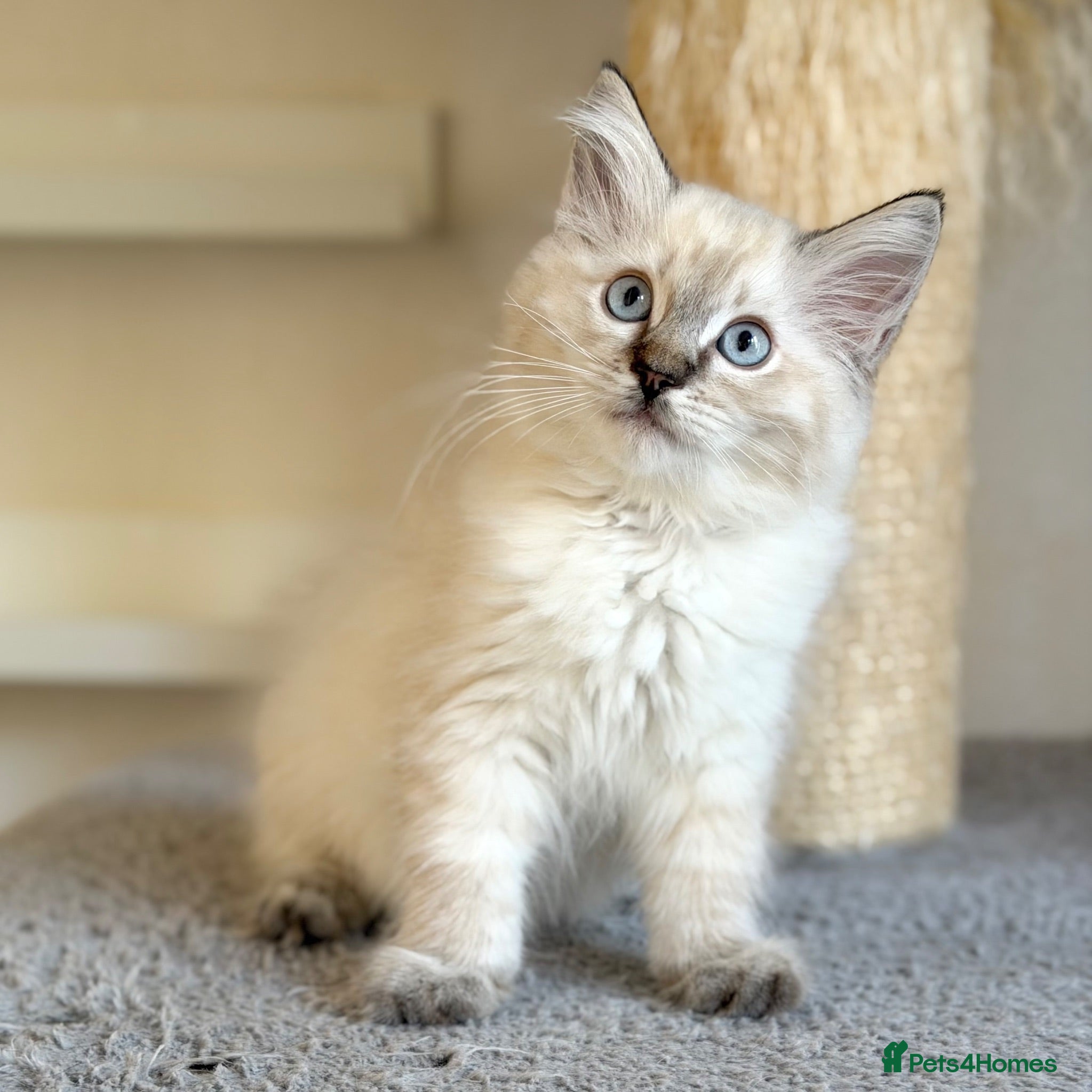 Ragdoll cats Last Boy Left - TICA Registered - Cuddly, Gentle - Advert 2