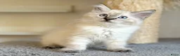 Ragdoll cats for sale: Ready Now - Lap Cat, Cuddly, Affectionate  - Advert 11