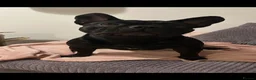 French Bulldog dogs for sale: Rehome 2 beautiful frenchies  - Advert 4