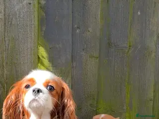 Cavalier King Charles Spaniel dogs 1x FEMALE KC stunning CKCS Ruby ❤️ - Advert 15