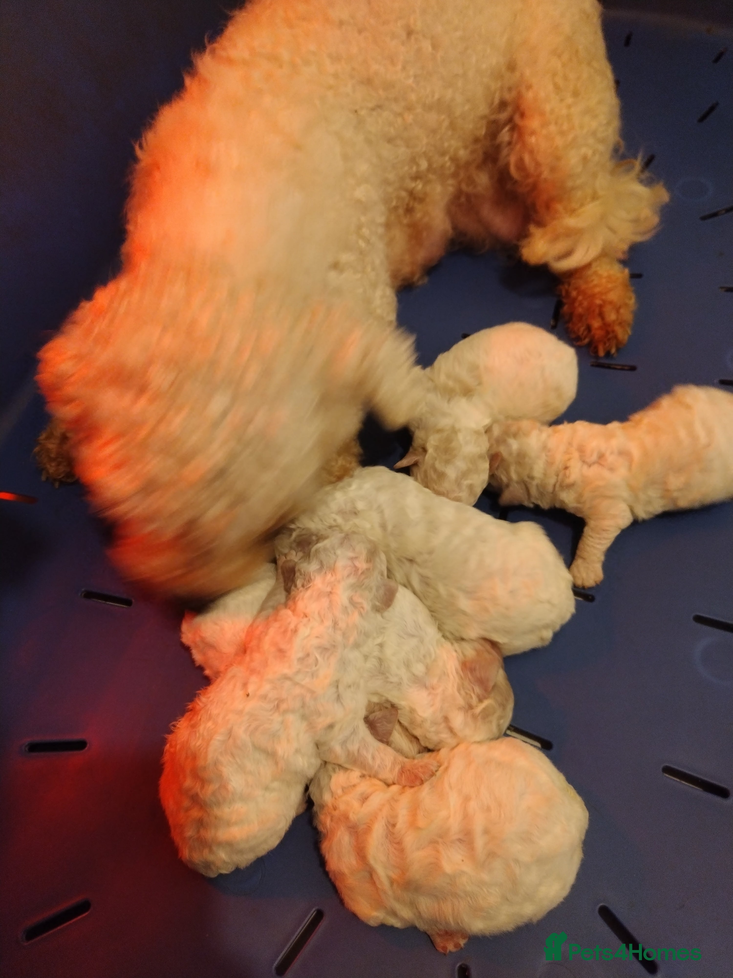 Bichon Frise dogs One beautiful bichon boy - Advert 3