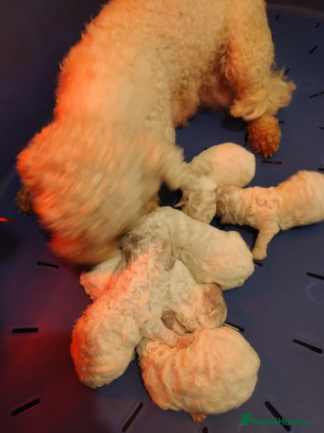 Bichon Frise dogs for sale: One beautiful bichon boy - Advert 1