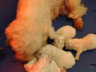 Bichon Frise dogs One beautiful bichon boy - Advert 3