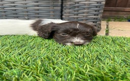 Mixed Breed dogs for sale: Beautiful cockapooXspringer puppies - Image 24