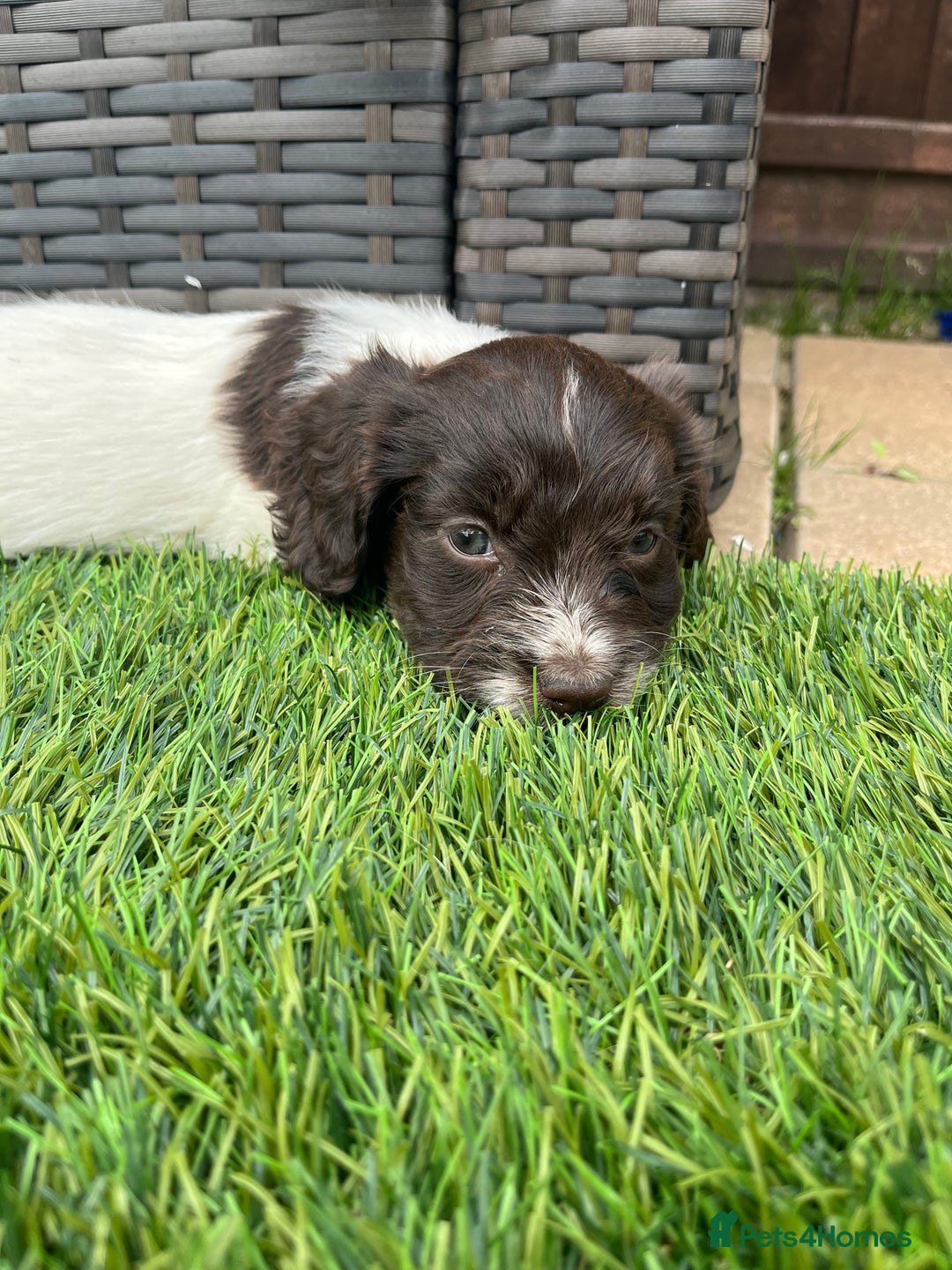 Mixed Breed dogs for sale: Beautiful cockapooXspringer puppies - Image 24
