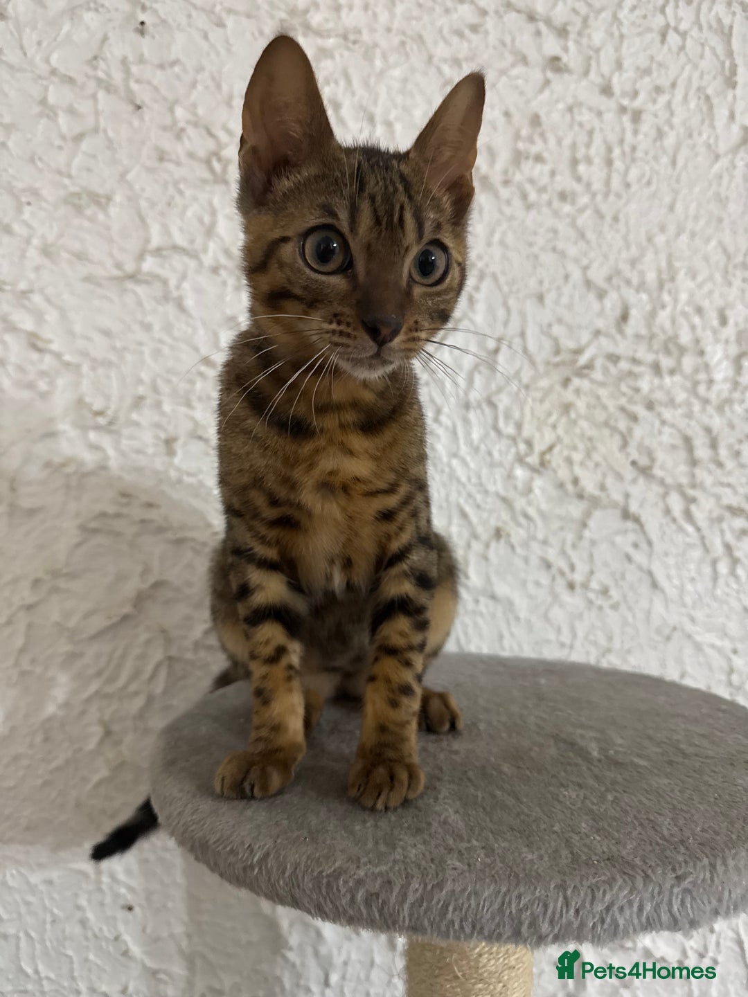 Bengal cats for sale: Male bengal kitten  - Image 3