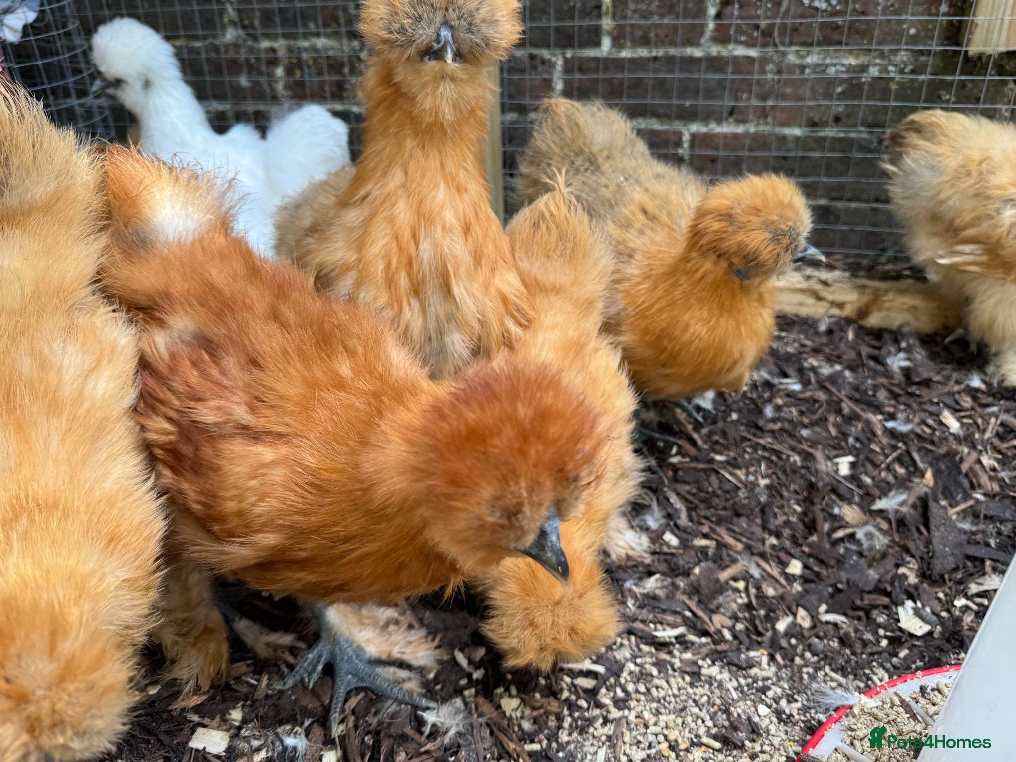 Chickens poultry Silkie Bantam Pullets For Sale (chickens)  - Advert 2