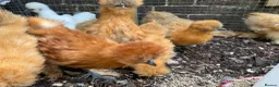 Chickens poultry for sale: Silkie Bantam Pullets For Sale (chickens)  - Advert 2