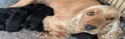 Cocker Spaniel dogs for sale: Solid Black Extensively Health Tested Show Pups!  in Lincoln - Advert 9