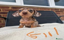 Miniature Dachshund dogs for sale: Miniature Dachshund - Image 3