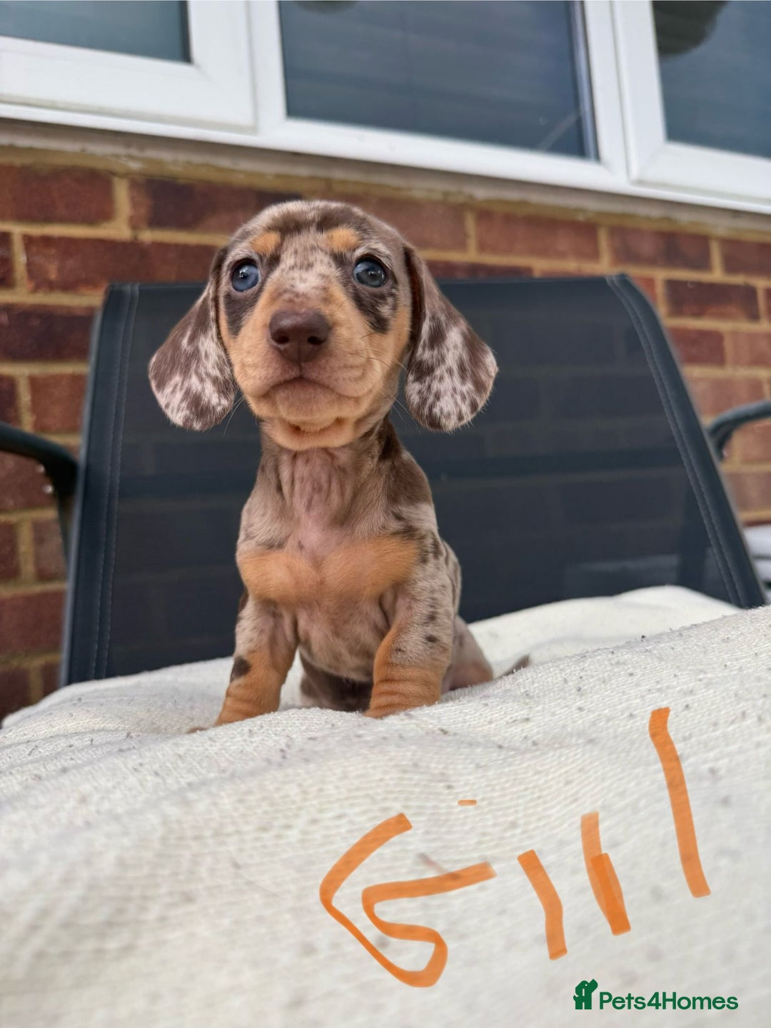 Miniature Dachshund dogs for sale: Miniature Dachshund - Image 3