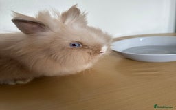Lionhead rabbits for sale: Lionhead Rabbit Bunny  - Advert 3