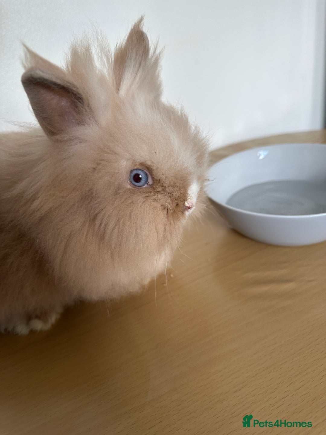 Lionhead rabbits for sale: Lionhead Rabbit Bunny  - Advert 3