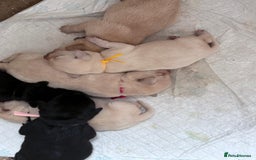Labrador Retriever dogs for sale: Labrador puppies - Image 2