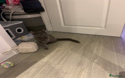 Russian Blue cats for sale: Russian British shorthair mix males  - Image 4