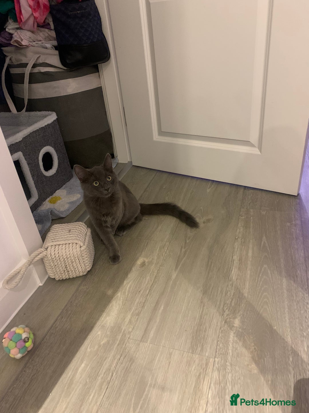 Russian Blue cats for sale: Russian British shorthair mix males  - Image 4