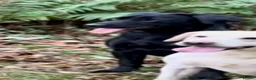 Labrador Retriever dogs for sale: Kc reg black Labrador puppies  - Advert 2