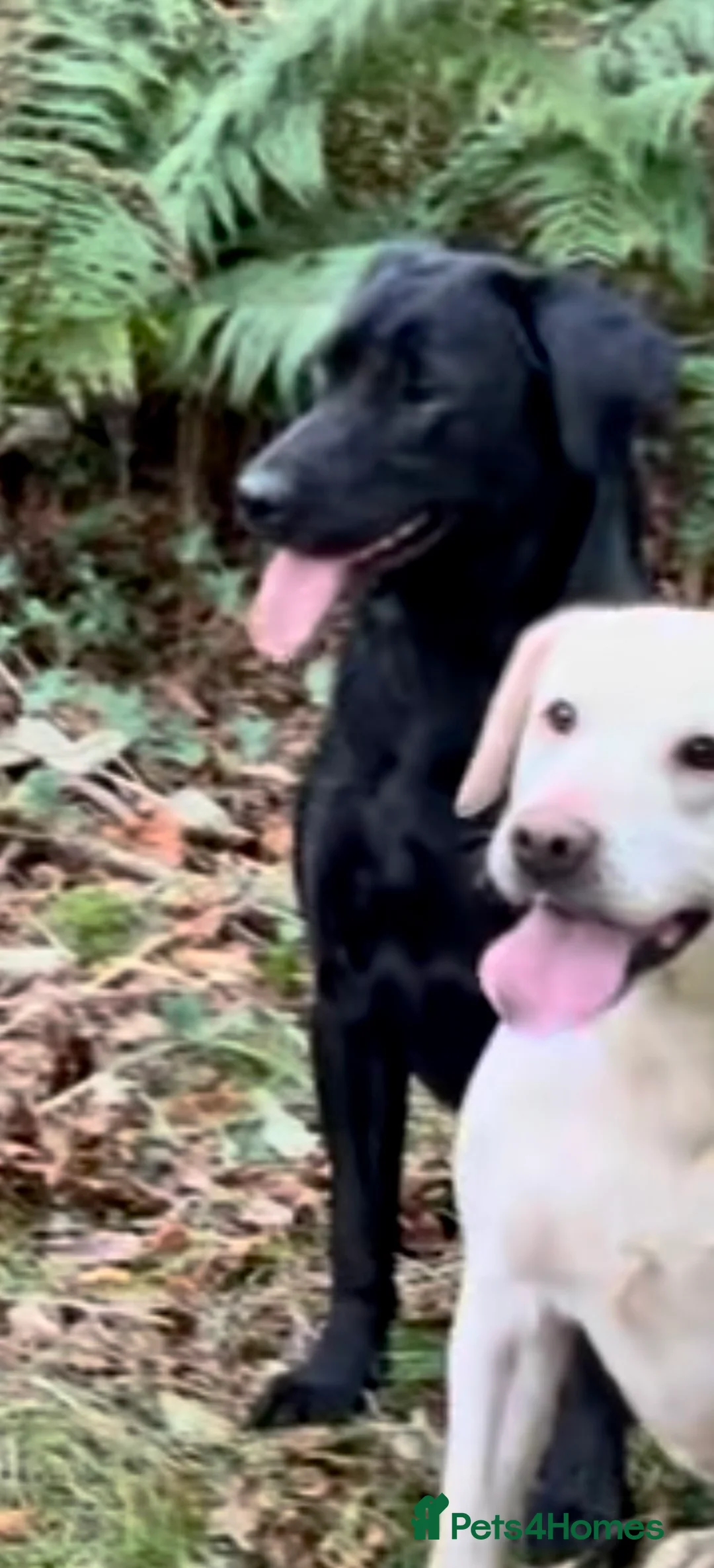 Labrador Retriever dogs for sale: Kc reg black Labrador puppies  - Advert 2