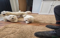 West Highland Terrier dogs for sale: KC REGISTERED WEST HIGHLAND TERRIERS - Image 13