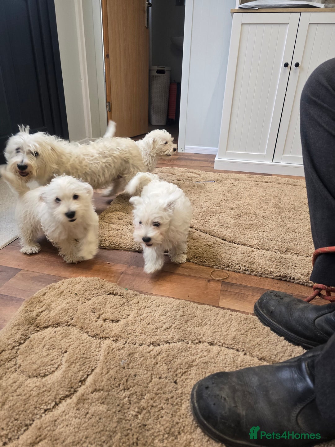 West Highland Terrier dogs for sale: KC REGISTERED WEST HIGHLAND TERRIERS - Image 13