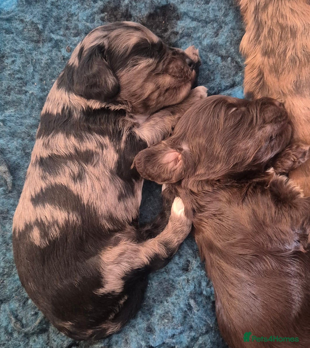 Cockapoo dogs for sale: 8 Beautiful Cockapoo pups,Merle, chocolate, black - Image 7