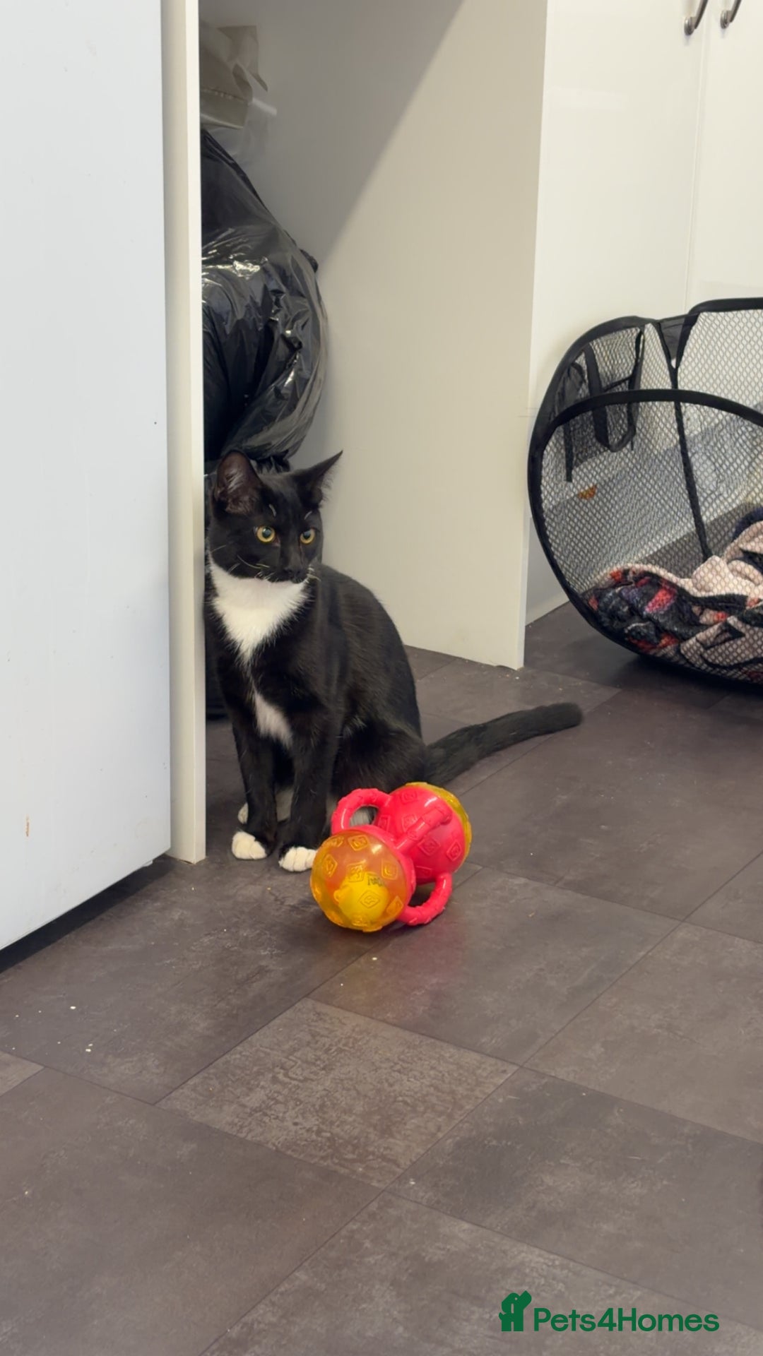 Mixed Breed cats for sale: Milo  - Advert 3