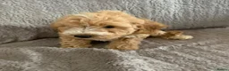 Cockapoo dogs for sale: Stunning cockapoos - Advert 17